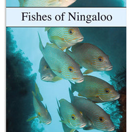 Fishes of Ningaloo Denise Jenkins